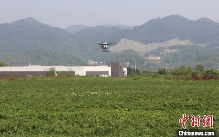 图为为宝马会娱乐官方网为30亩试验农田提供的高效飞防服务和精准农业服务。 中国移动重庆公司供图 摄